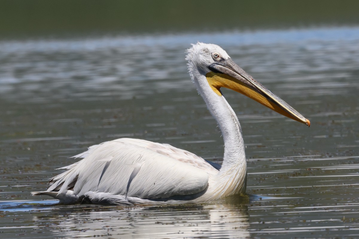 Dalmatian Pelican - ML620777958