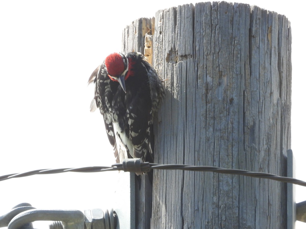 Red-naped Sapsucker - ML620777961