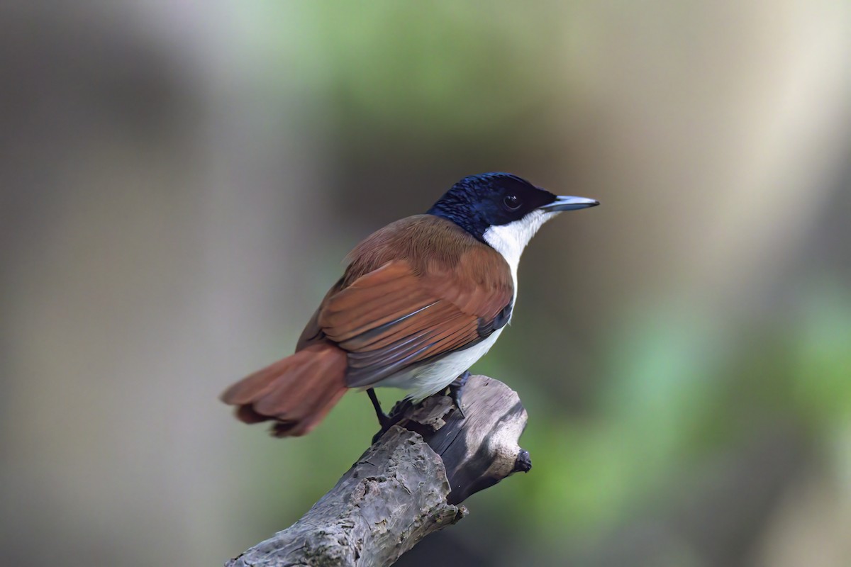 Shining Flycatcher - ML620777968