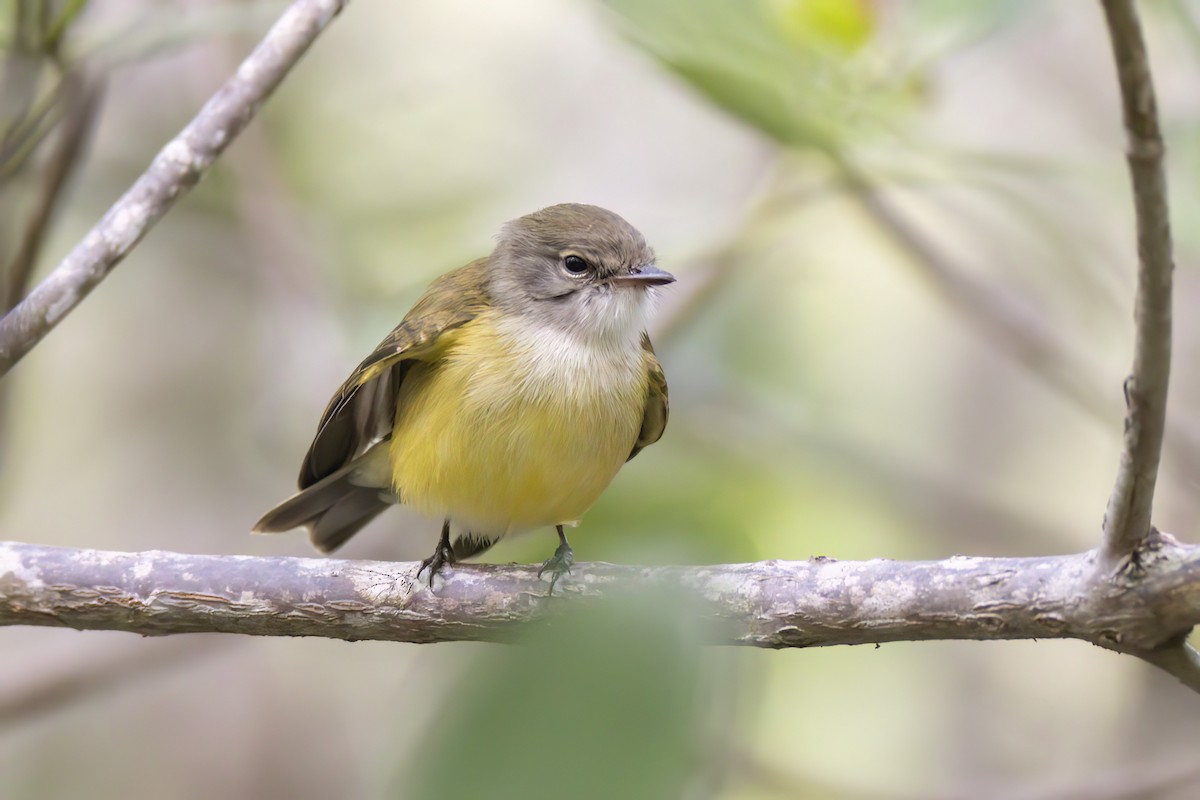 Lemon-bellied Flyrobin - ML620777970