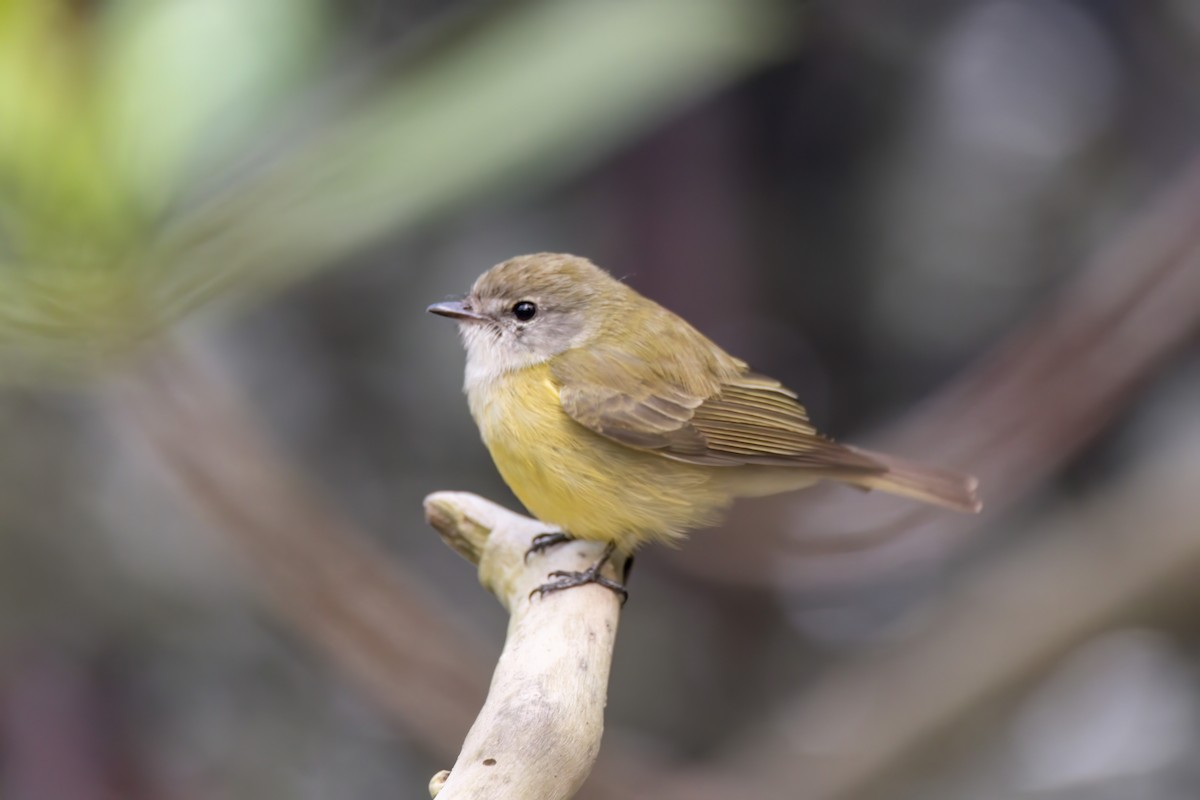 Lemon-bellied Flyrobin - ML620777972