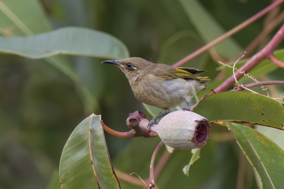 Brown Honeyeater - ML620777975