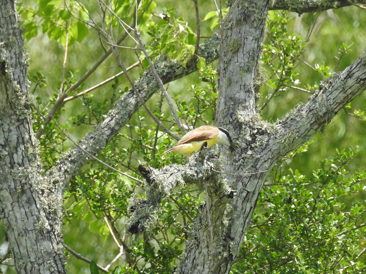 Great Kiskadee - ML620777977