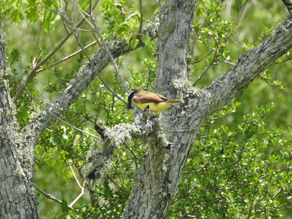 Great Kiskadee - ML620777978