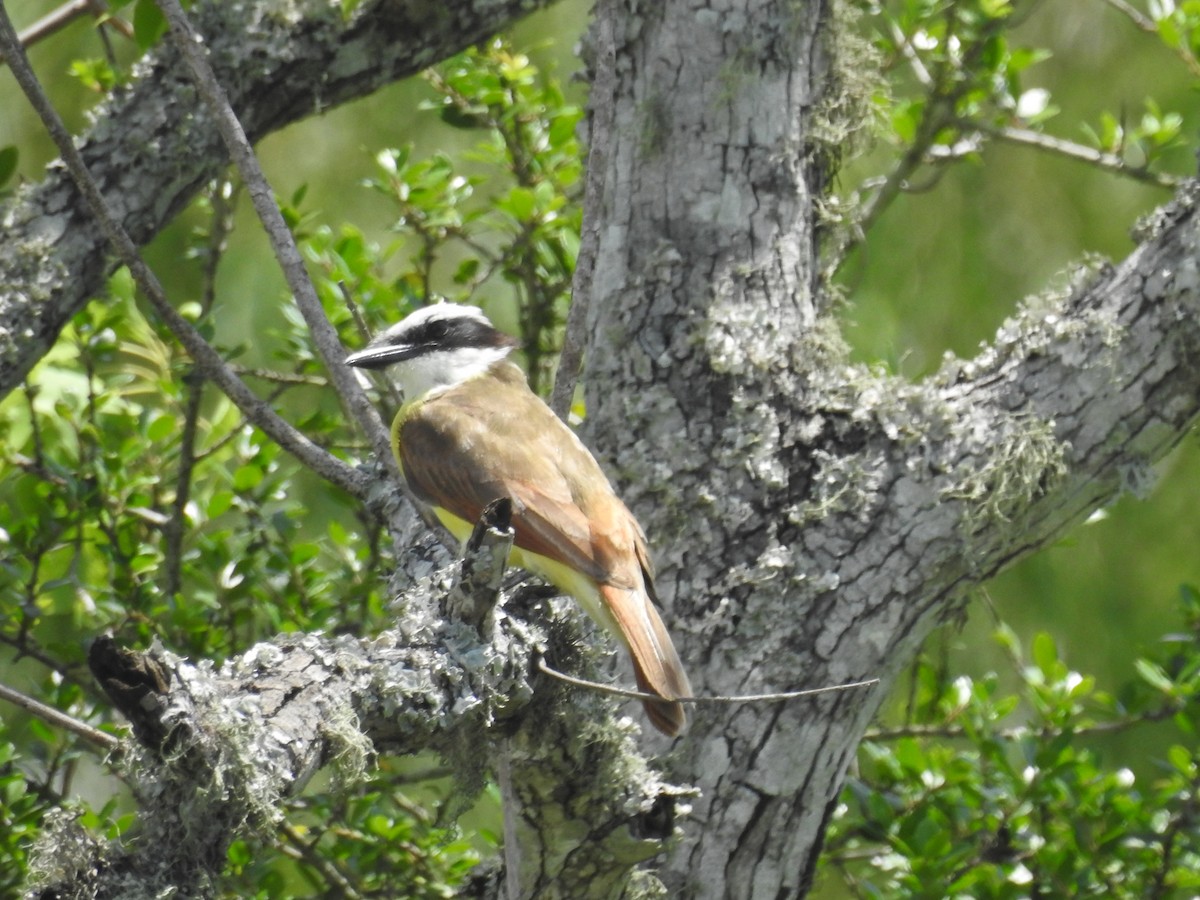 Great Kiskadee - ML620777987