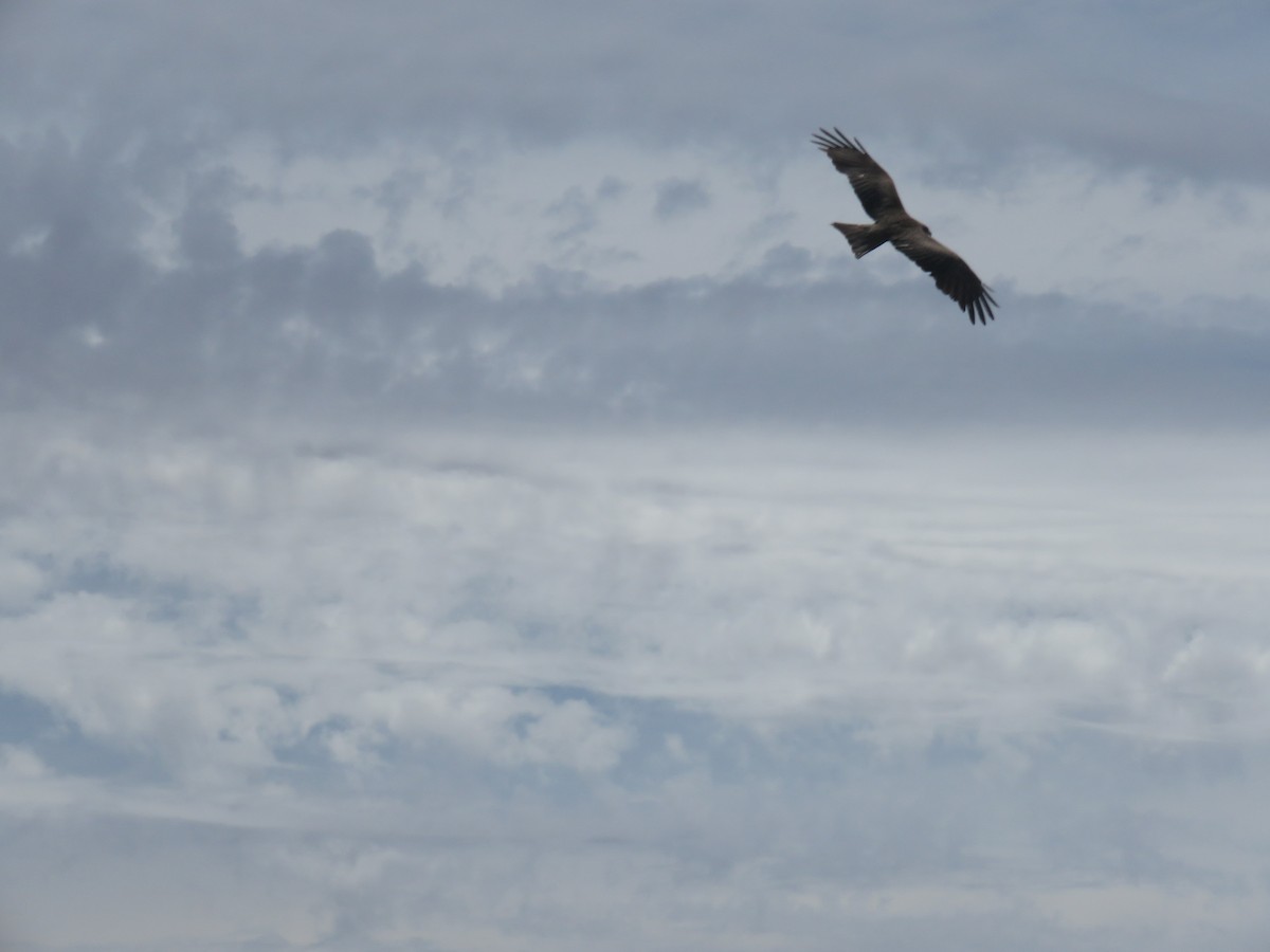 Black Kite - Greg Wark