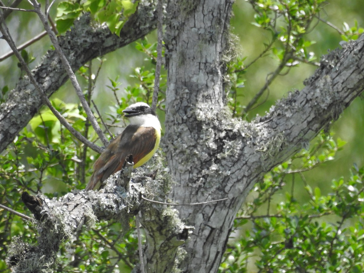 Great Kiskadee - ML620777990