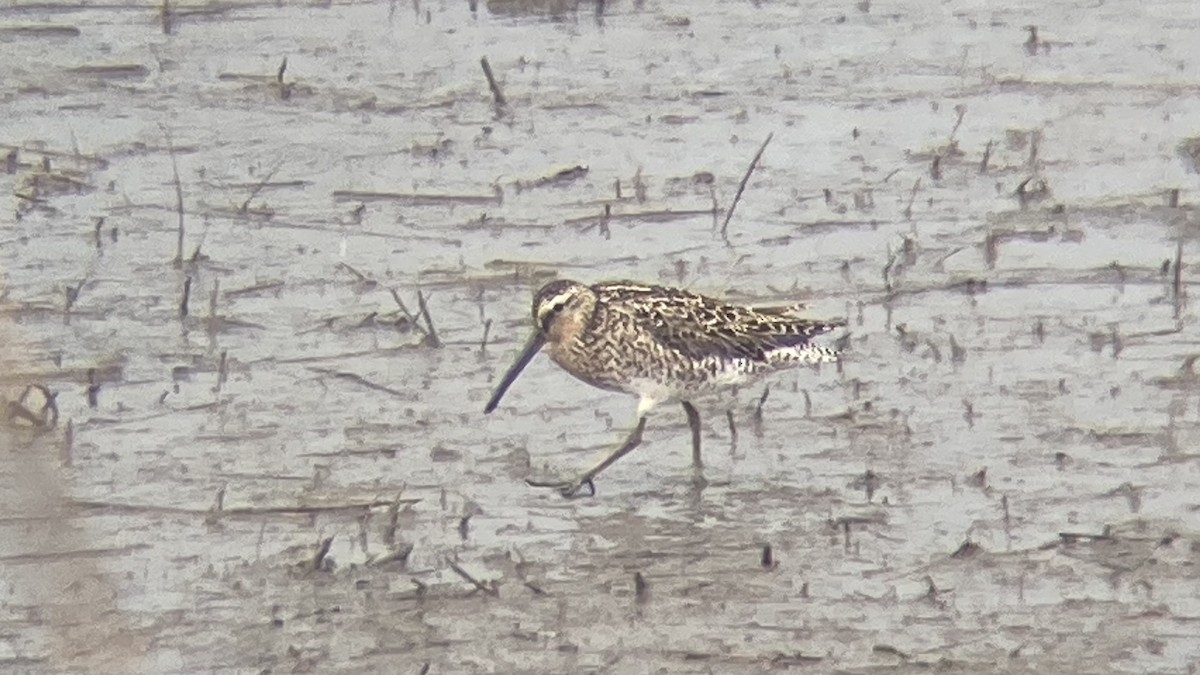 Long-billed Dowitcher - ML620777991