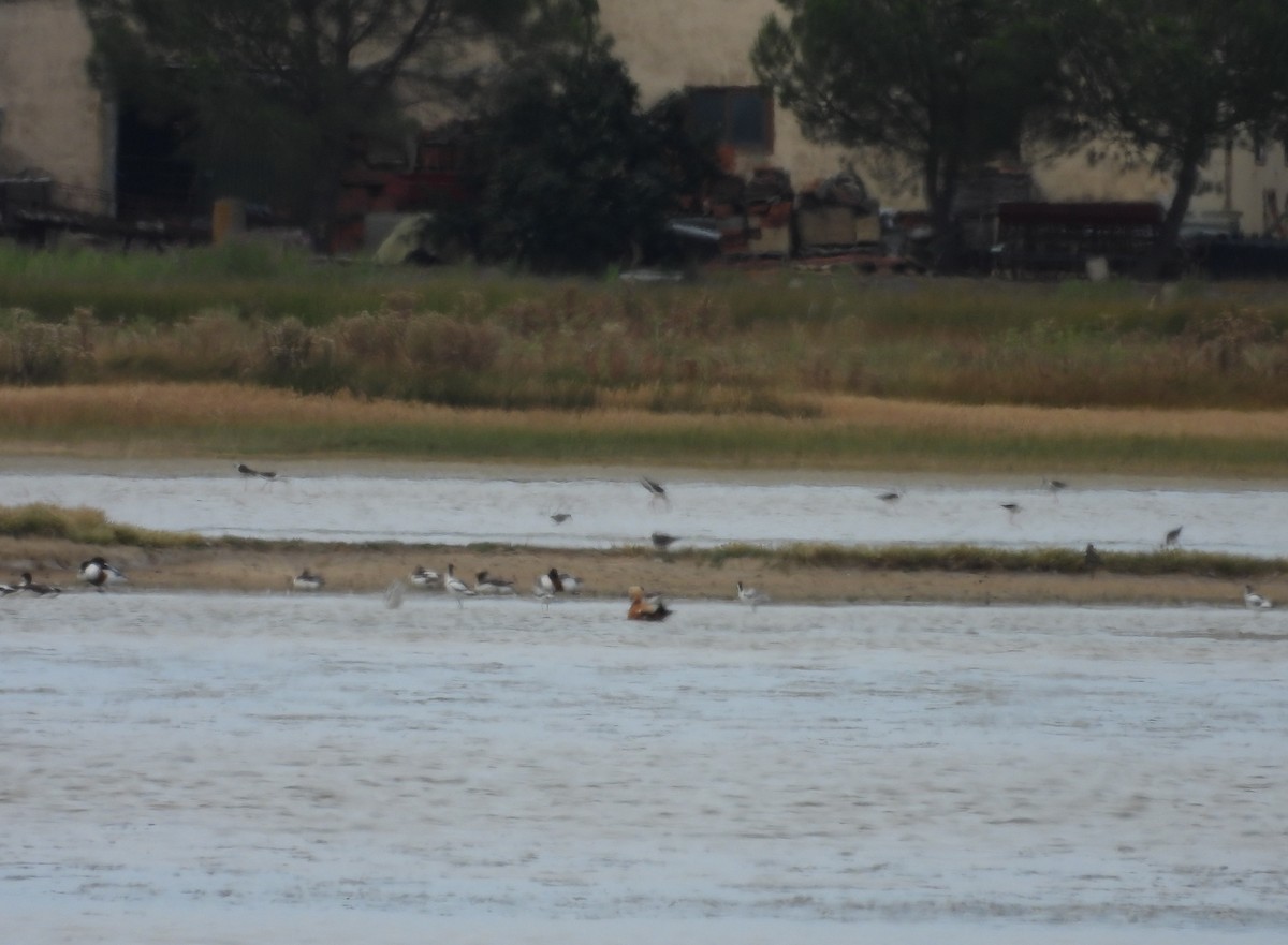 Ruddy Shelduck - ML620777997