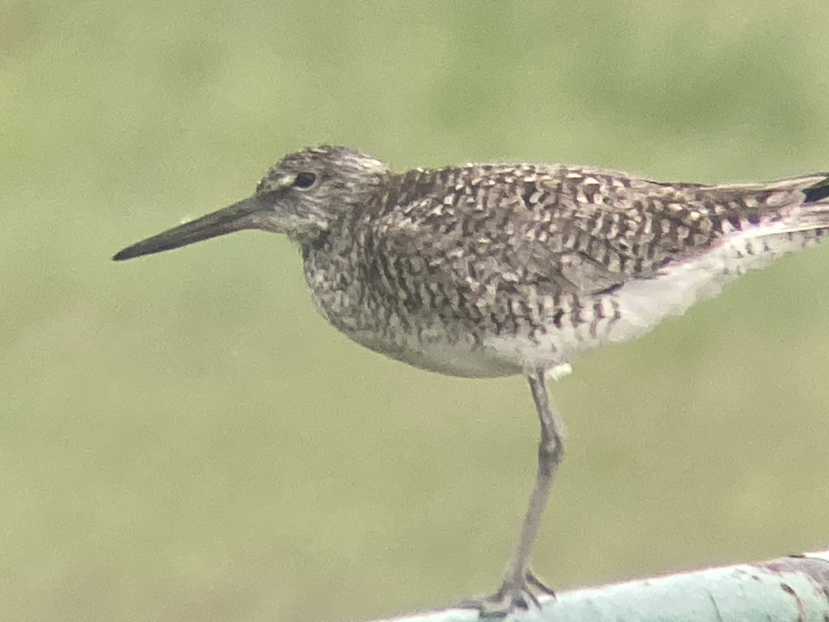 Willet - ML620777998