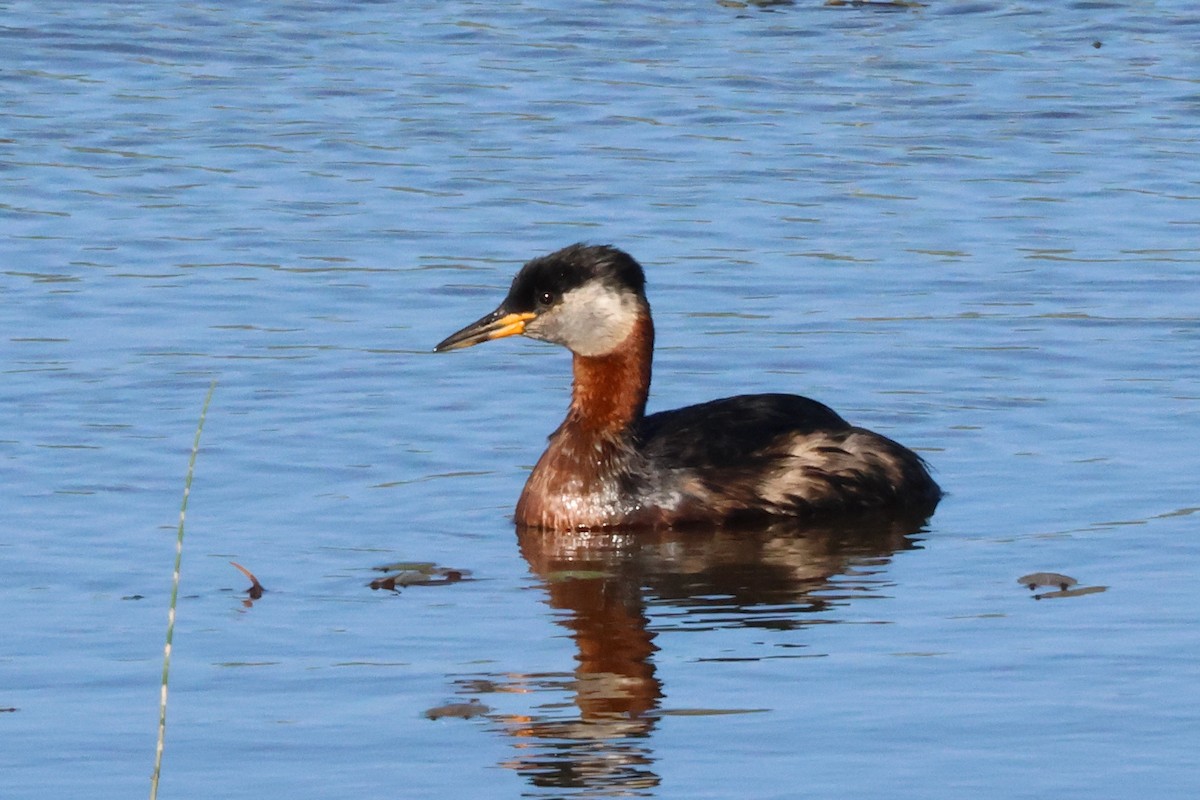 Red-necked Grebe - ML620778001