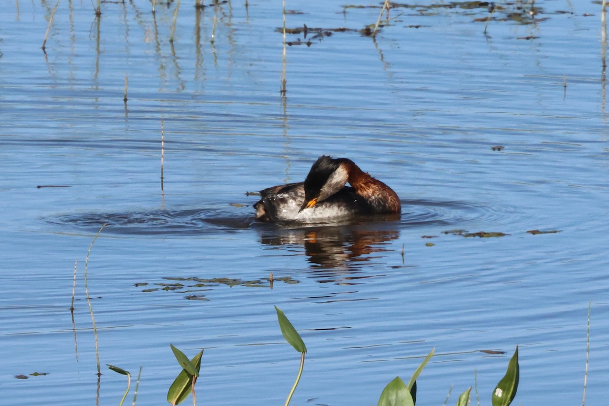 Red-necked Grebe - ML620778003