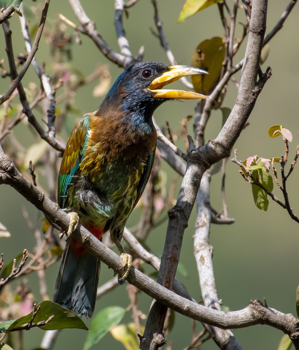 Büyük Barbet - ML620778008