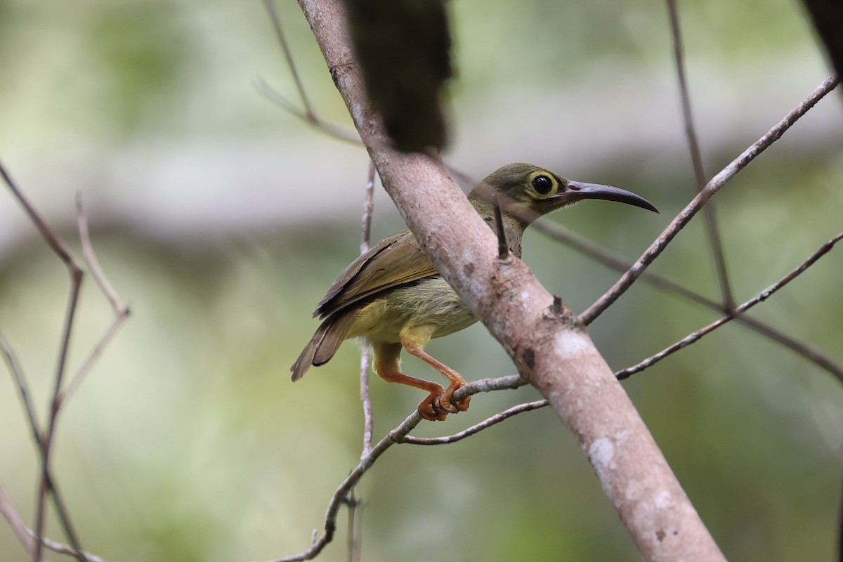 Spectacled Spiderhunter - ML620778012