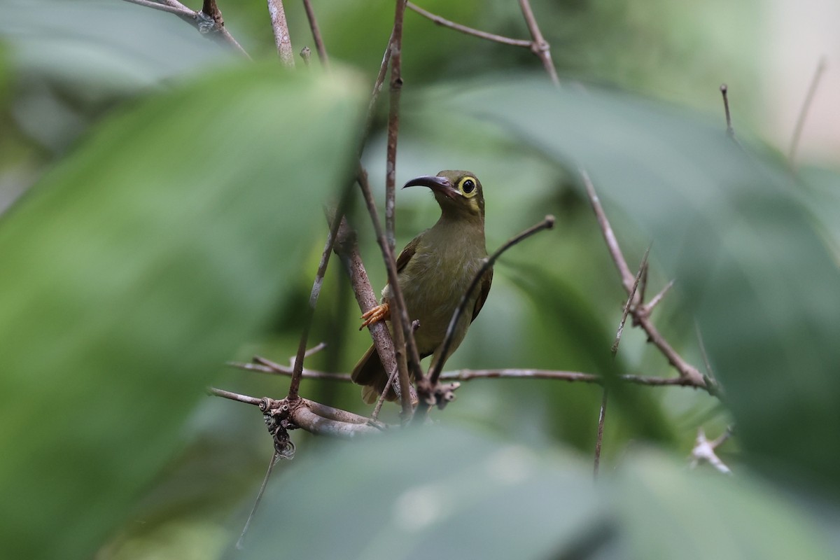 Spectacled Spiderhunter - ML620778015