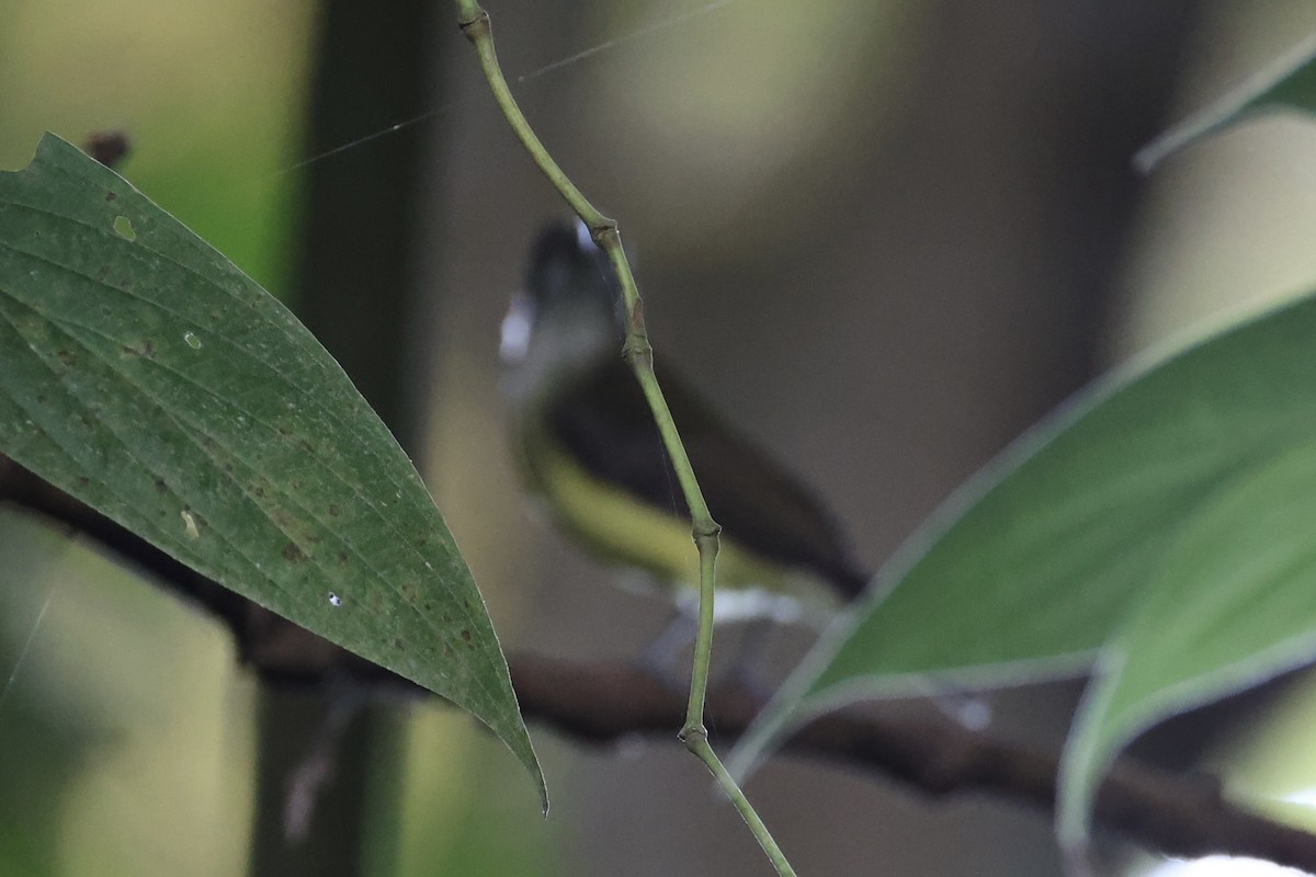 Little Spiderhunter - ML620778030