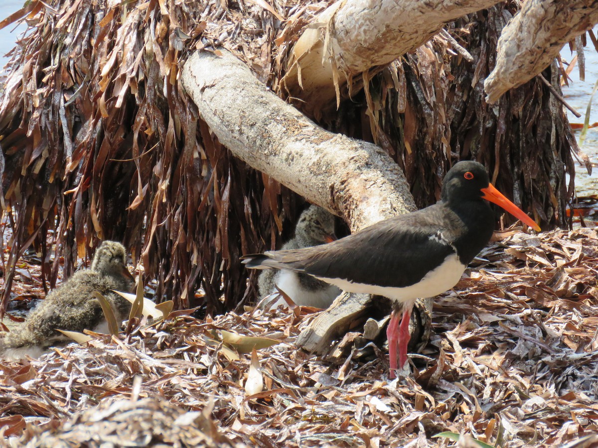 Pied Oystercatcher - ML620778036