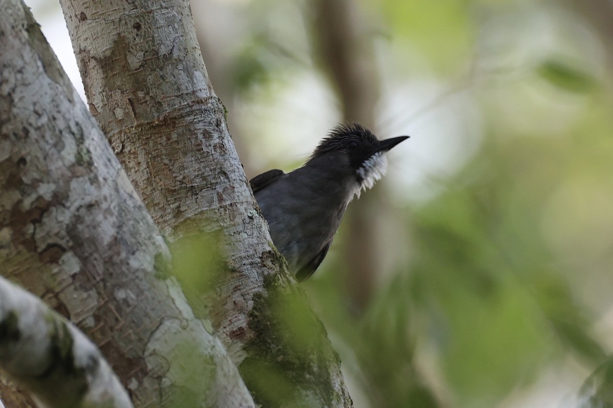 Cinereous Bulbul - ML620778046