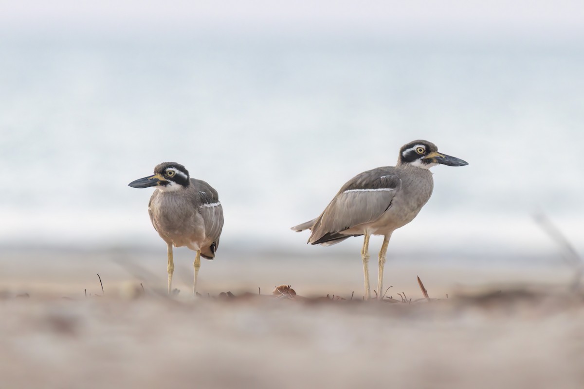 Beach Thick-knee - ML620778050