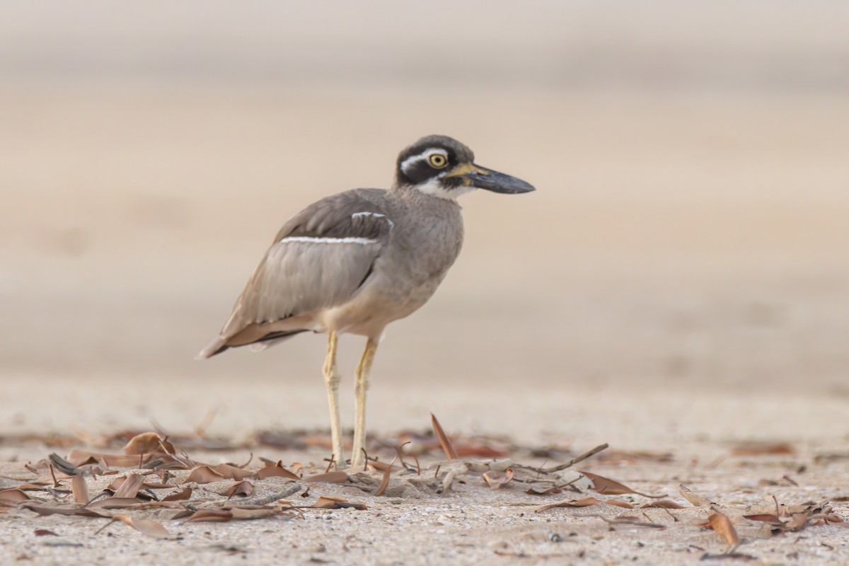 Beach Thick-knee - ML620778051