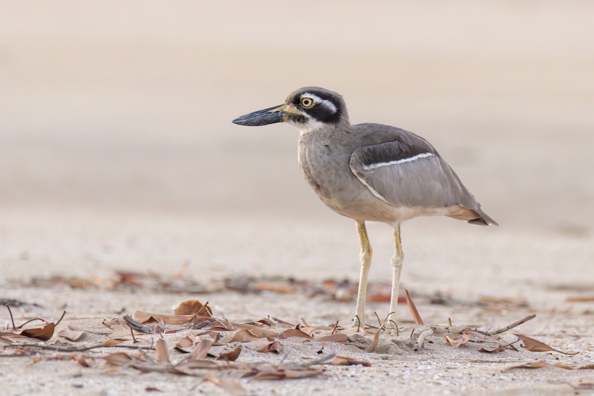 Beach Thick-knee - ML620778052