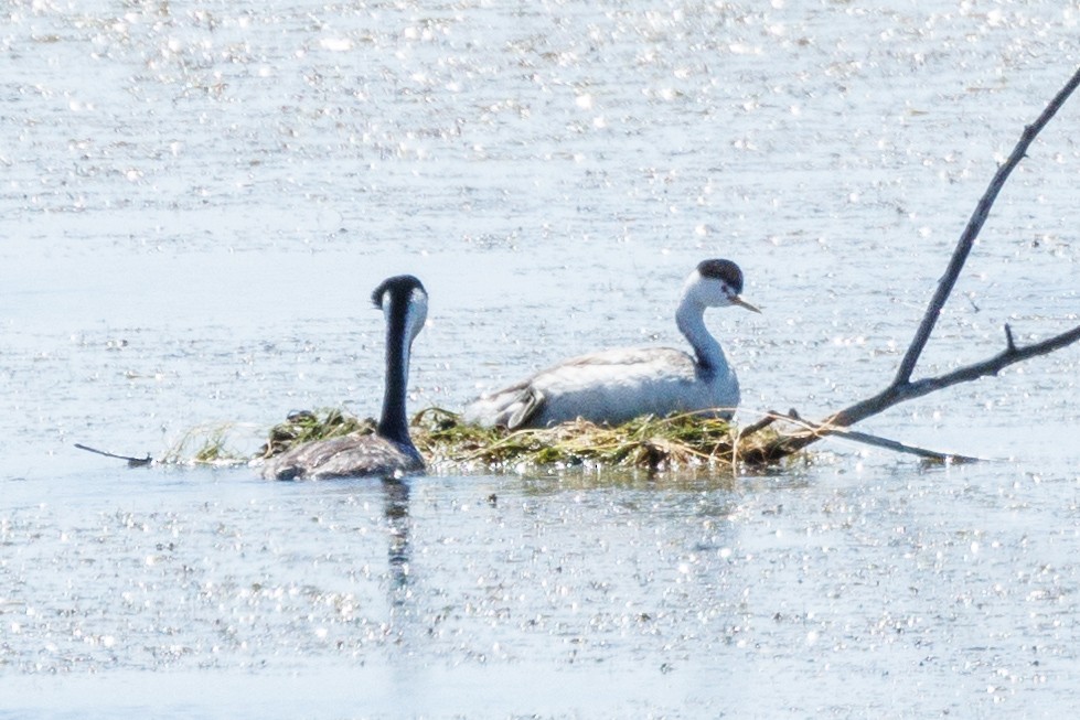 Clark's Grebe - ML620778053