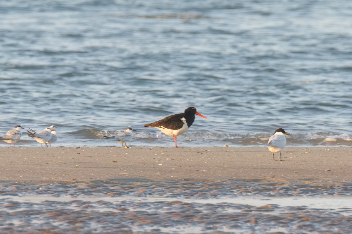 Pied Oystercatcher - ML620778054