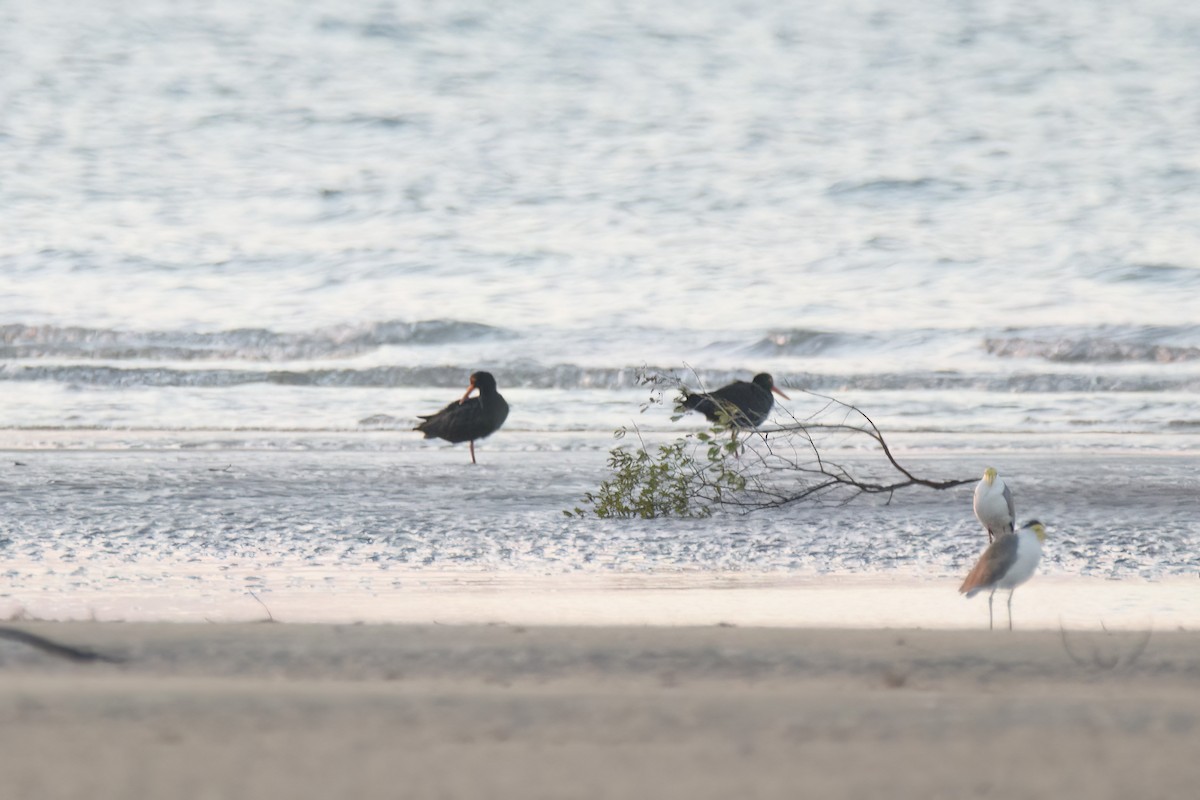 Sooty Oystercatcher - ML620778055