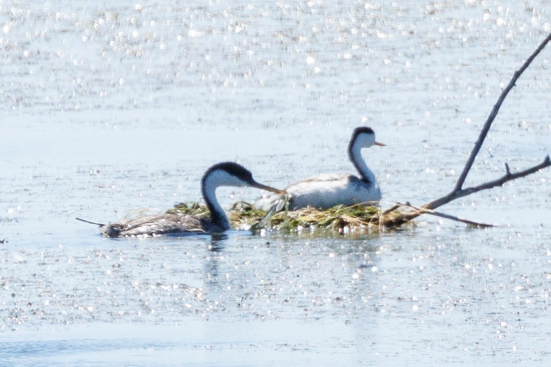 Clark's Grebe - ML620778056