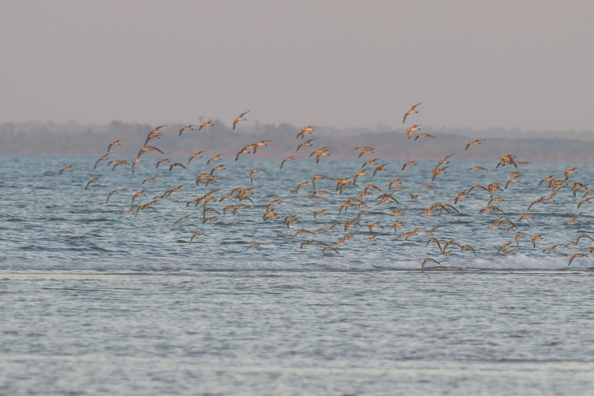 Great Knot - ML620778057