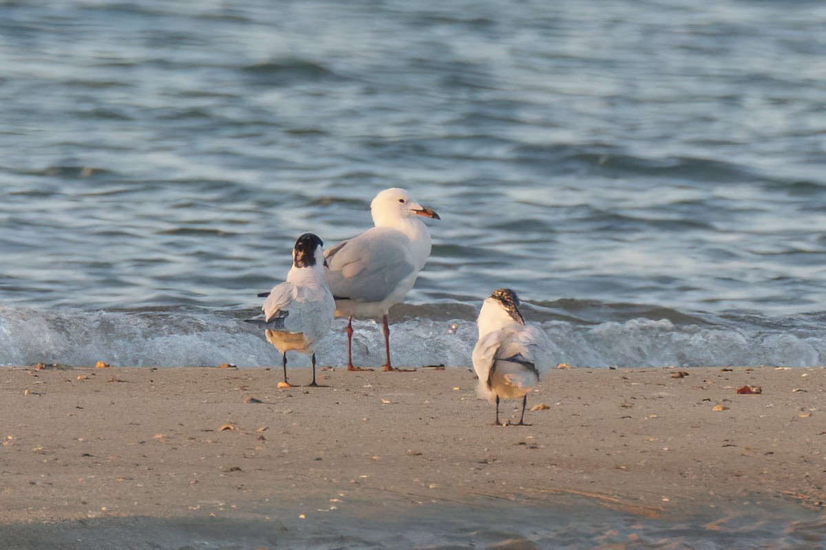 Silver Gull - ML620778059