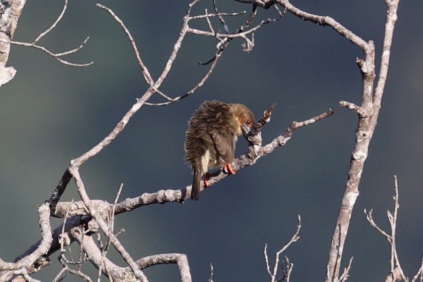 Sooty Barbet - ML620778060