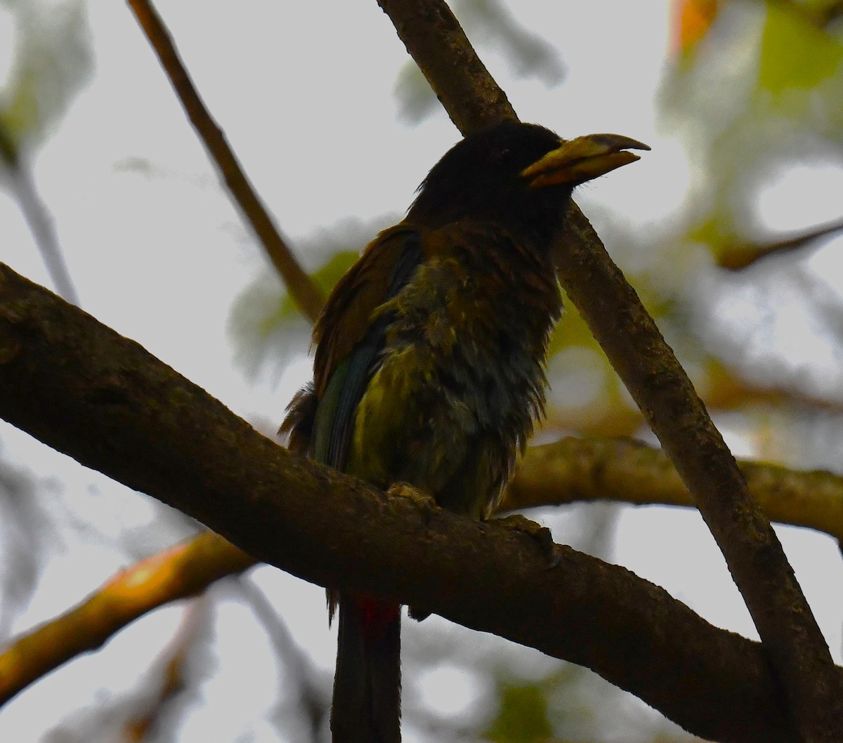 Great Barbet - ML620778064