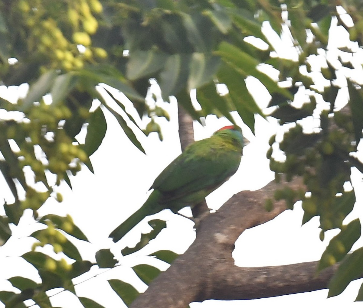 Blauwangen-Bartvogel - ML620778067