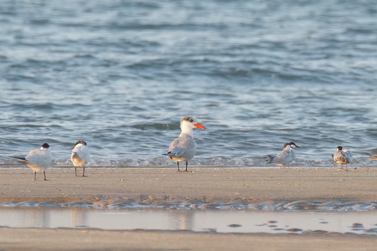 Caspian Tern - ML620778069