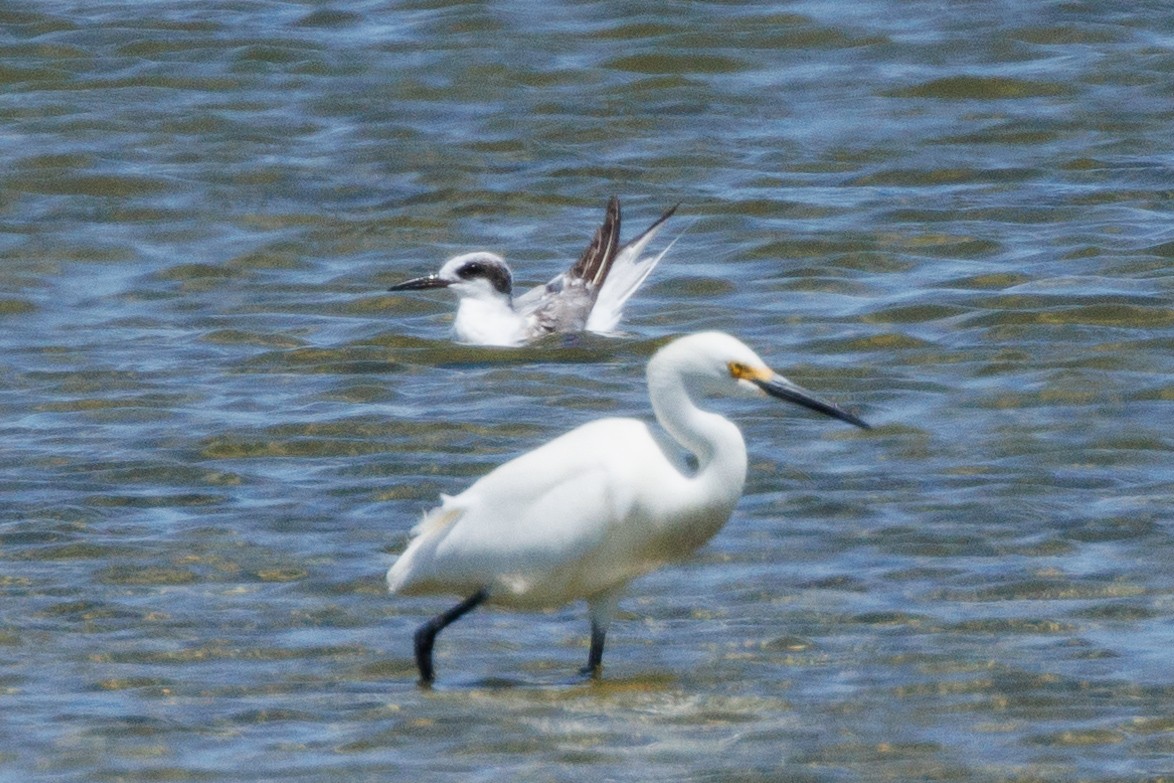 Forster's Tern - ML620778070