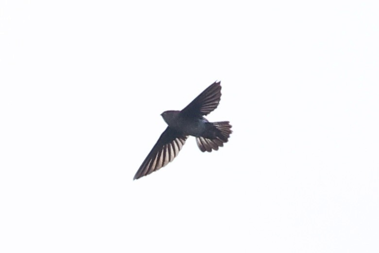 swiftlet sp. - ML620778071