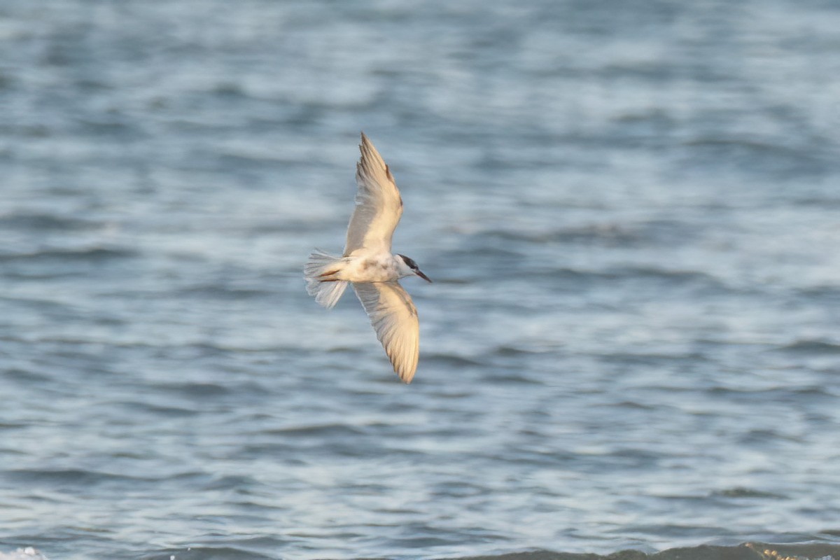 Whiskered Tern - ML620778072