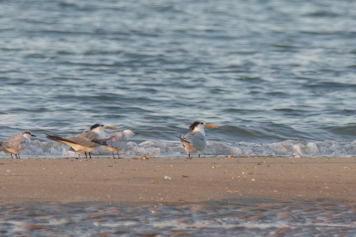 Lesser Crested Tern - ML620778074