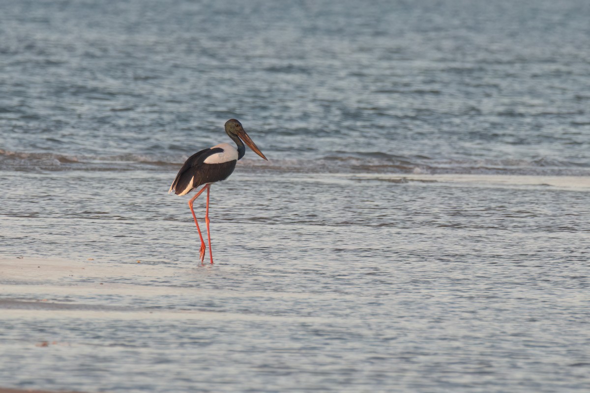 Black-necked Stork - ML620778075