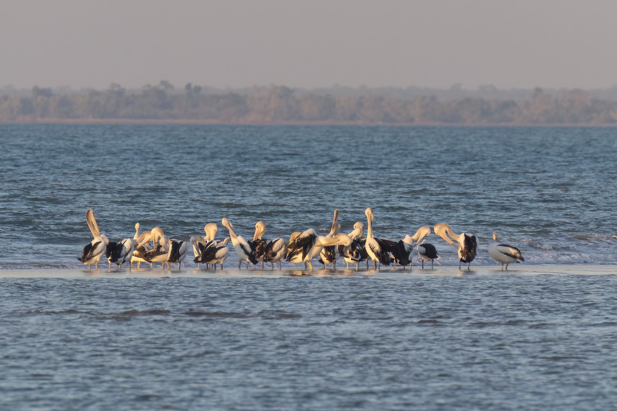 Australian Pelican - ML620778087