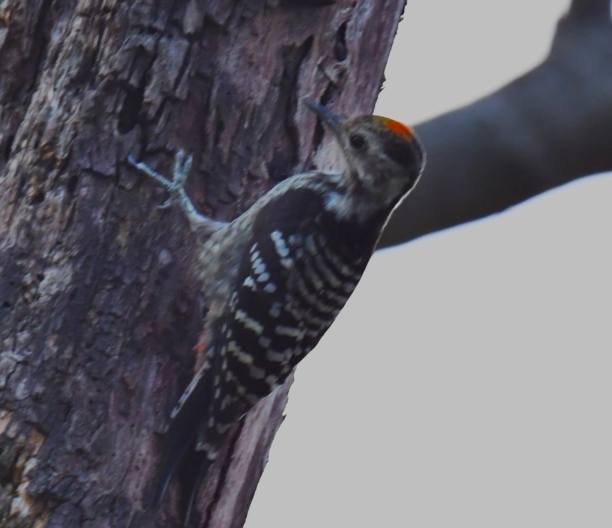 Brown-fronted Woodpecker - ML620778089