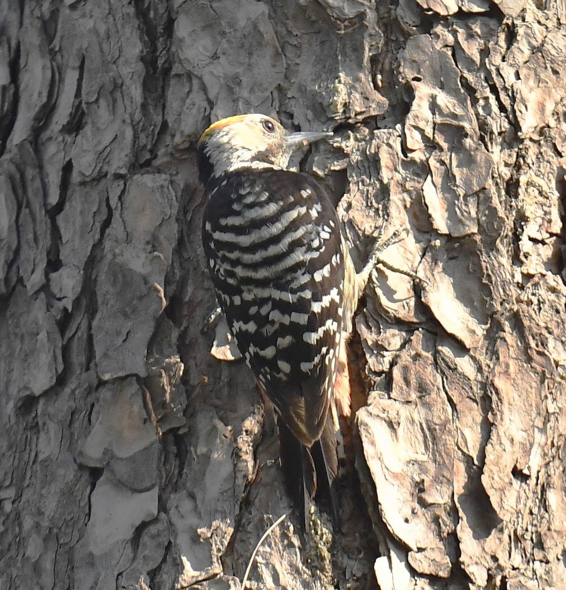 Brown-fronted Woodpecker - ML620778090