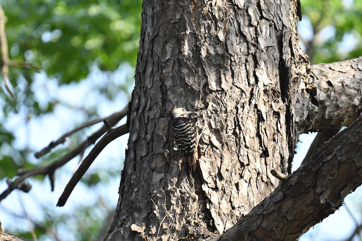 Brown-fronted Woodpecker - ML620778092