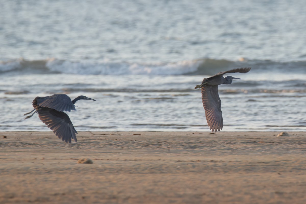 Pacific Reef-Heron - ML620778093