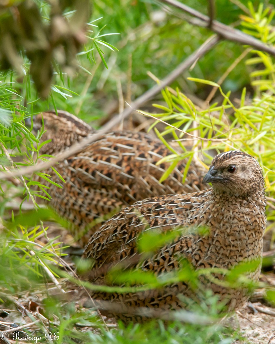 Brown Quail - ML620778095