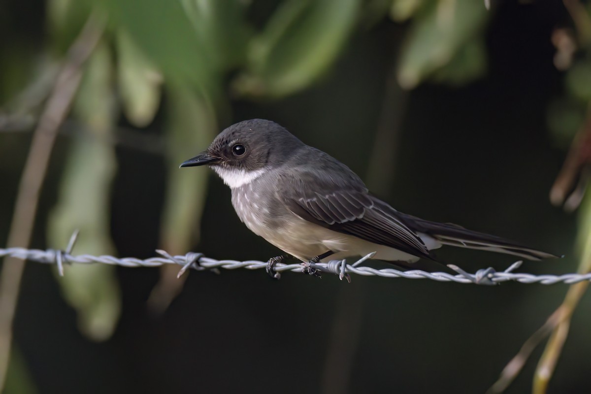 Northern Fantail - ML620778096