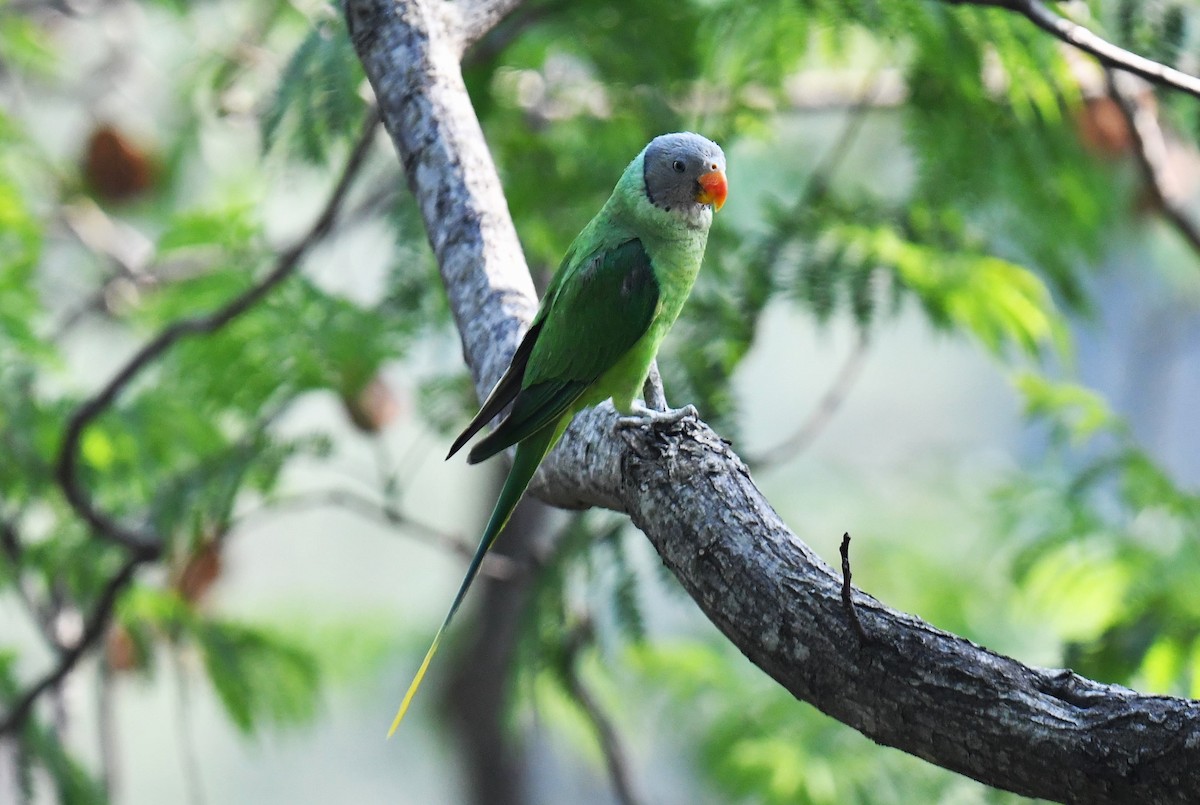 Slaty-headed Parakeet - Chitra Shanker