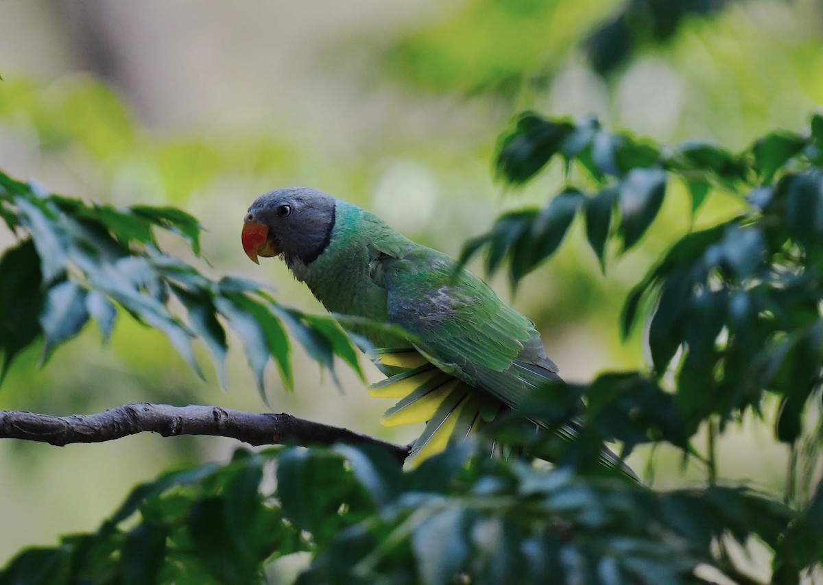 Slaty-headed Parakeet - ML620778103