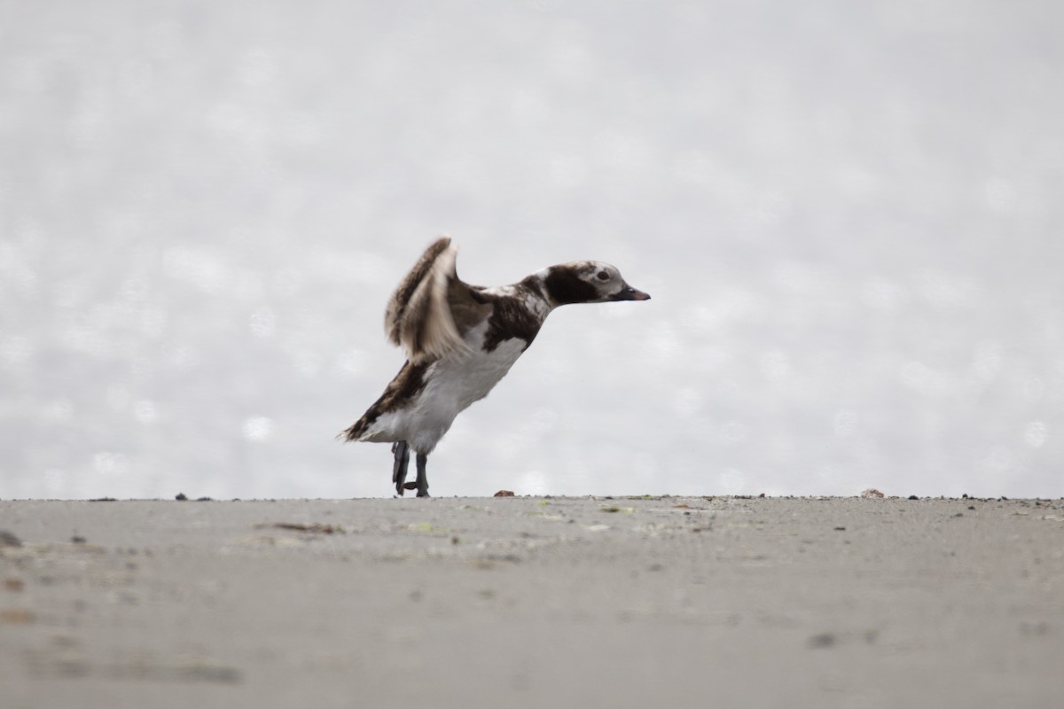 Long-tailed Duck - ML620778108